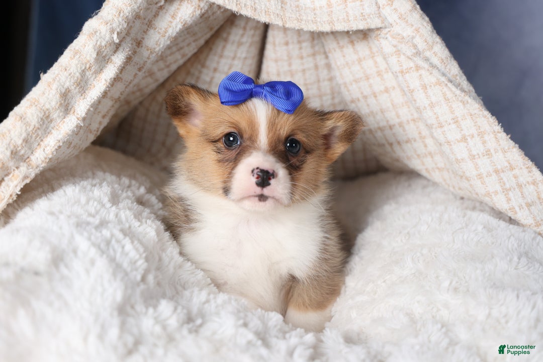 Welsh Corgi Pembroke dogs for sale: BO - Ad 12