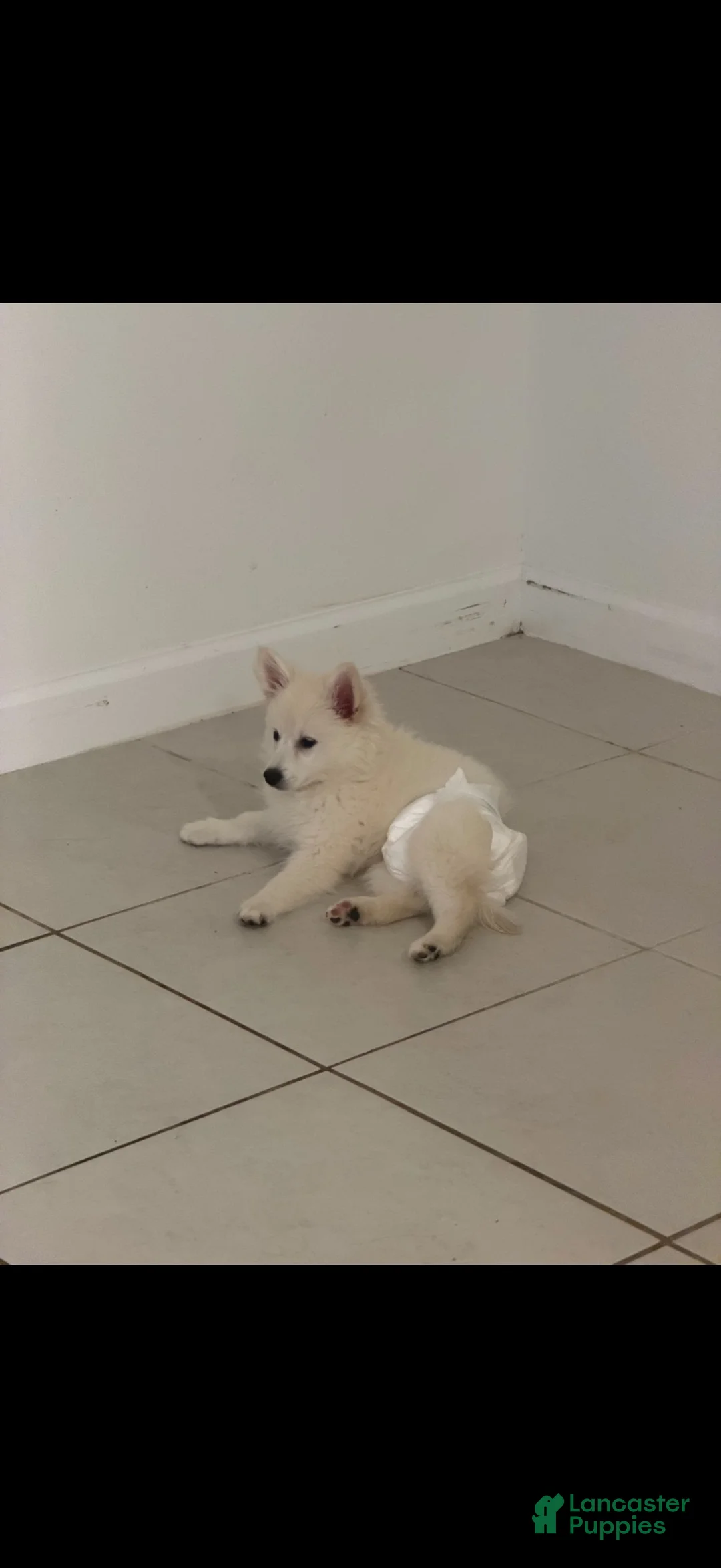 American Eskimo dogs for sale: American Eskimo girl - Ad 4