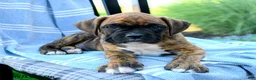 Boxer dogs for sale: Oscar - Ad 3