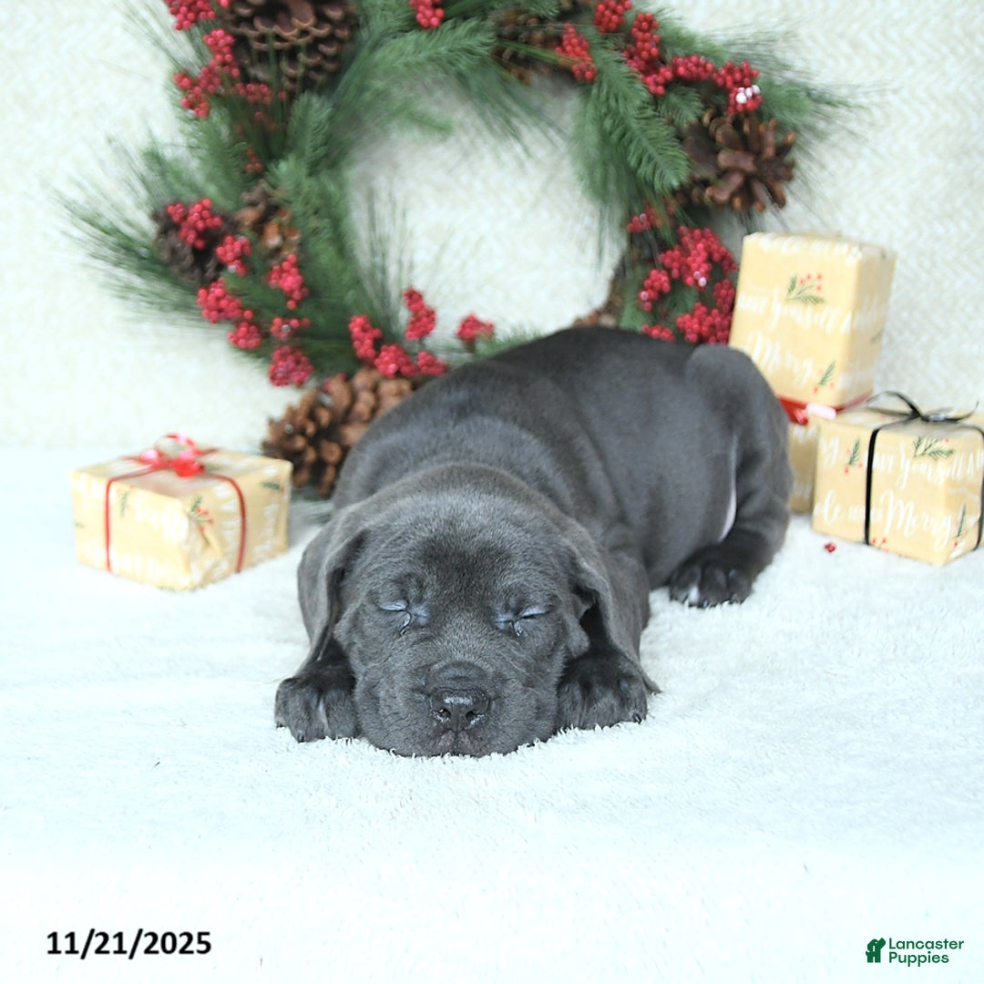 Cane Corso dogs for sale: Roscoe - Ad 7