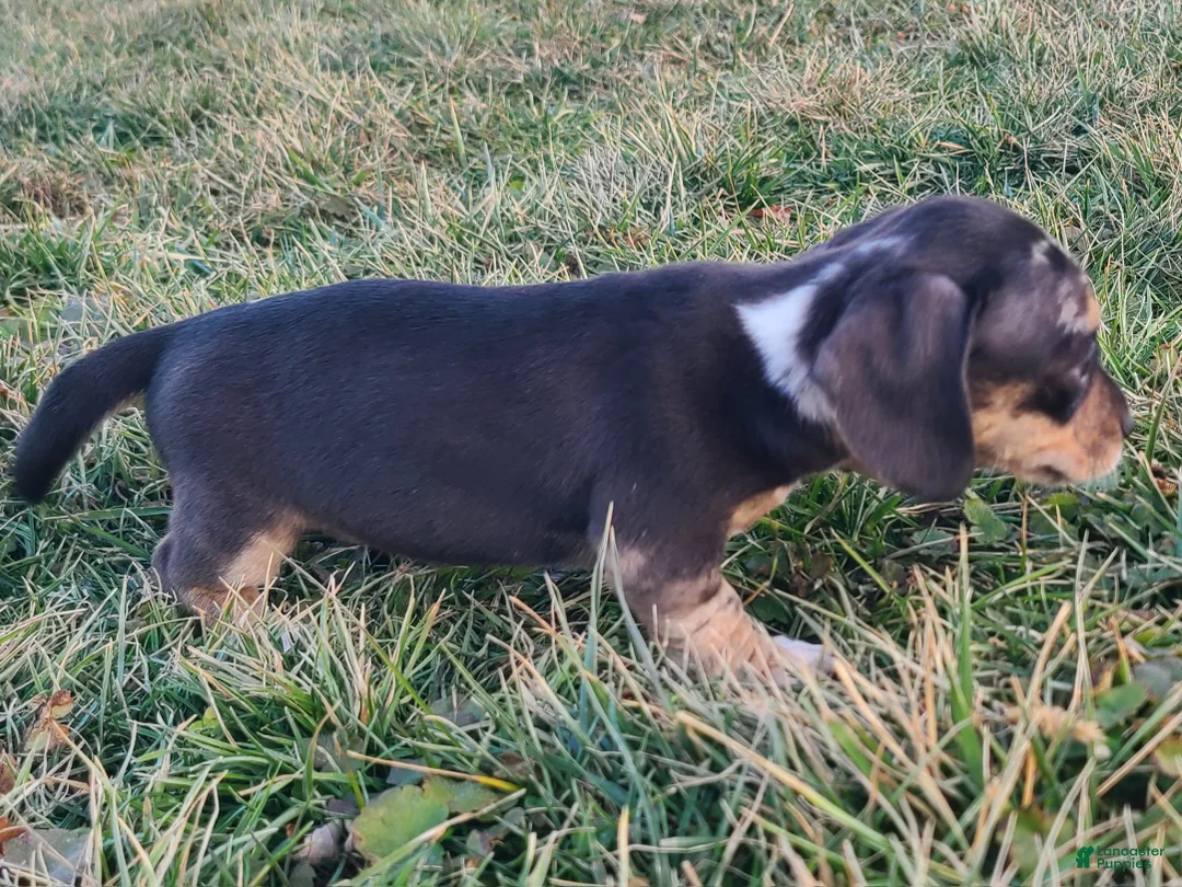 Miniature Dachshund dogs for sale: Flora - Ad 12