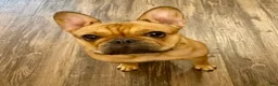 French Bulldog dogs for sale: LIZZIE - FAWN CUTIE IN CALI, USA DELIVERY & FINANCING OPTIONS! - Ad 12