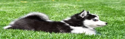 Pomsky dogs for sale: Otis - Ad 7