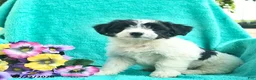 Bordoodle dogs for sale: Daisy  - Ad 5