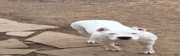 Dogo Argentino dogs for sale: Orange  - Ad 6