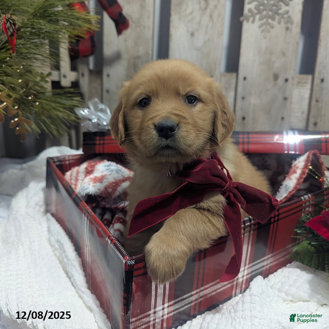 Golden Retriever dogs for sale: Present - Ad 3
