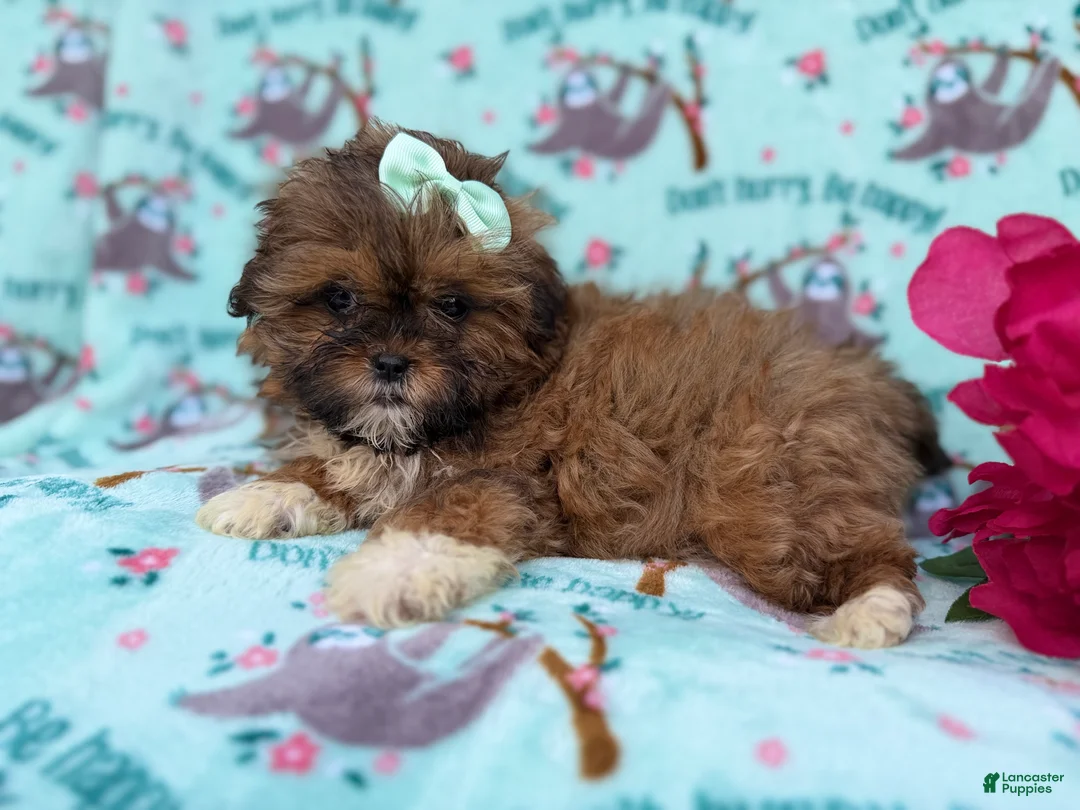 Shihpoo dogs for sale: Quinn - Ad 3