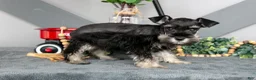 Miniature Schnauzer dogs for sale: Lucas - Ad 3