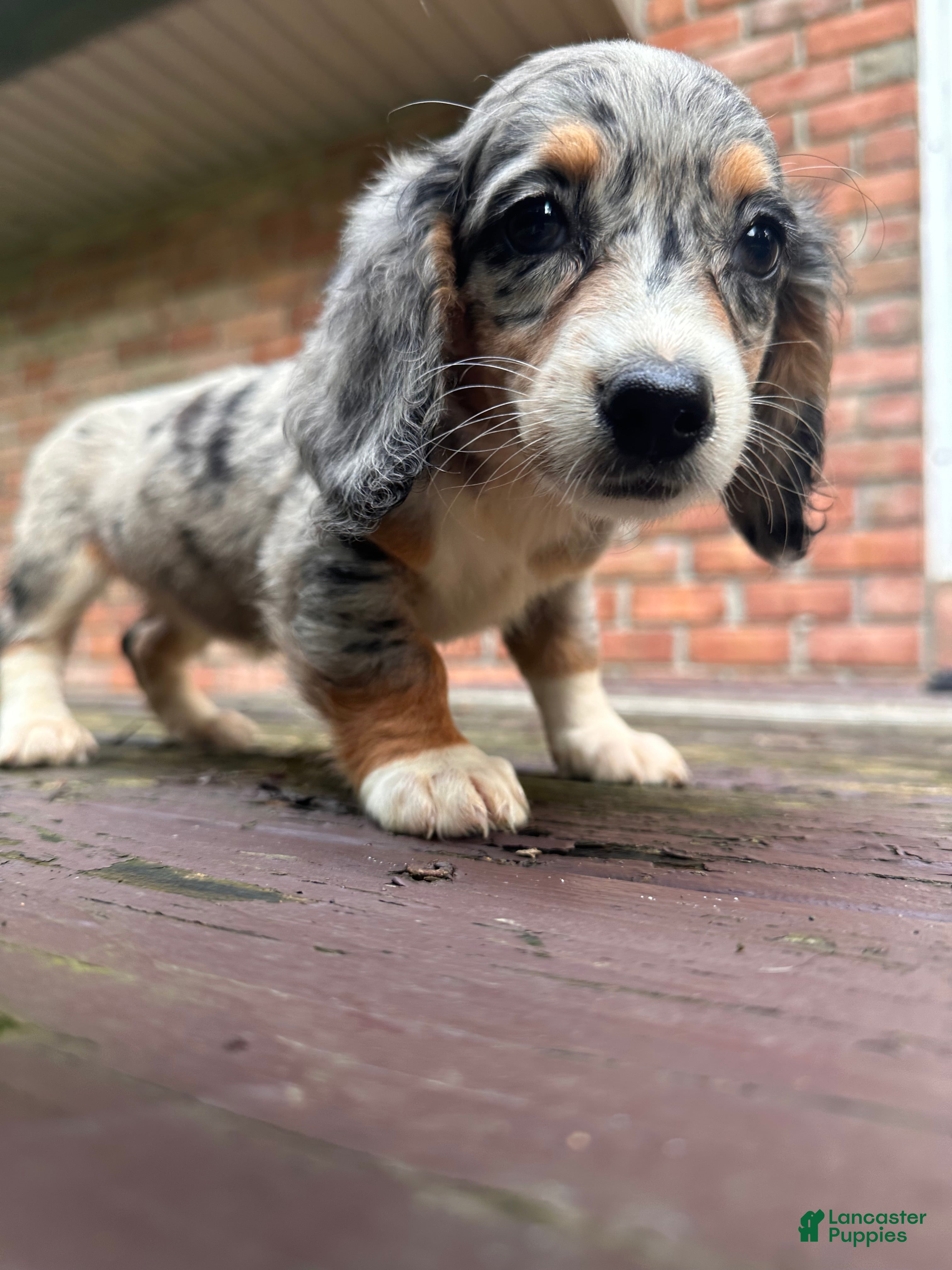 Dachshund dogs Female Five - Ad 1