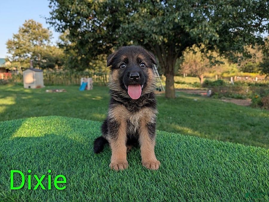 German Shepherd dogs Dixie - Ad 1