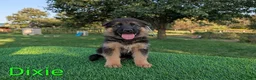 German Shepherd dogs for sale: Dixie - Ad 1