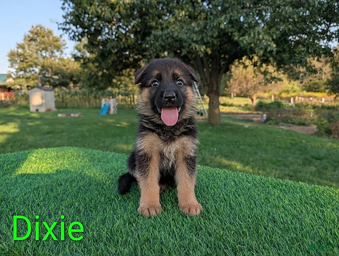 German Shepherd dogs for sale: Dixie - Ad 1