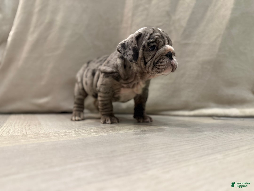English Bulldog dogs for sale: Judy - Ad 12
