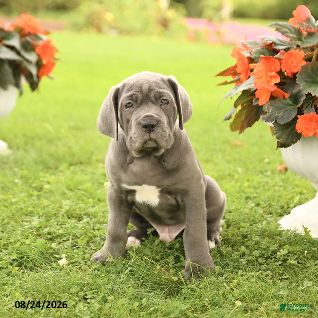 Cane Corso dogs for sale: Dawson - Ad 1