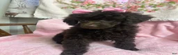 Miniature Poodle dogs for sale: Nutella - Ad 2