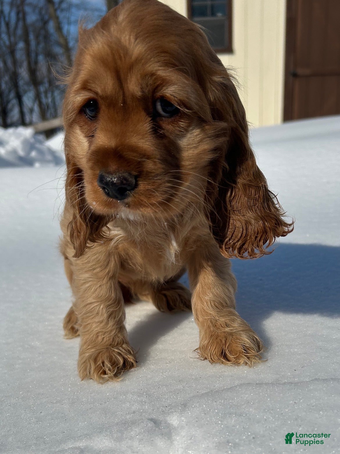 Cocker Spaniel dogs Avery - Ad 8