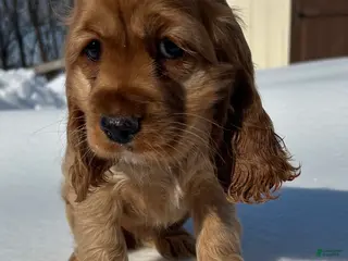 Cocker Spaniel dogs Avery - Ad 8