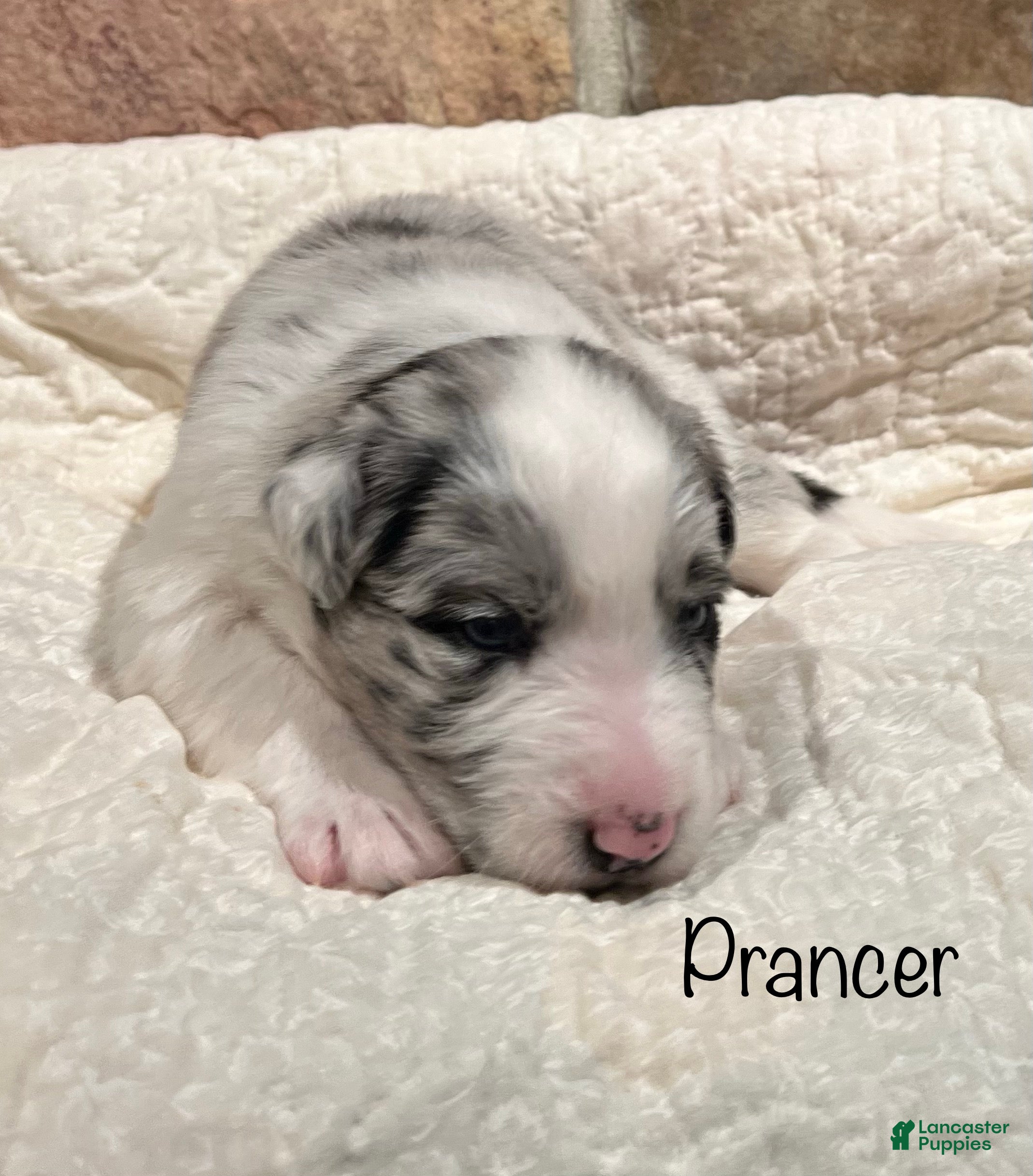 Australian Shepherd dogs  Prancer - Ad 5