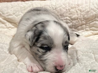 Australian Shepherd dogs Prancer - Ad 4
