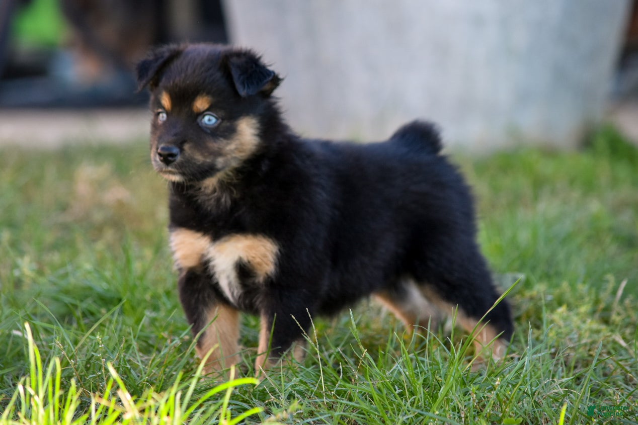 Miniature Australian Shepherd dogs for sale: Miniature Australian Shepherd 6 - Ad 21