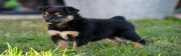Miniature Australian Shepherd dogs for sale: Miniature Australian Shepherd 6 - Ad 1