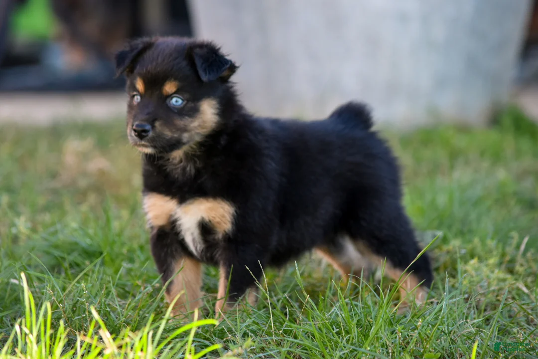 Miniature Australian Shepherd dogs for sale: Miniature Australian Shepherd 6 - Ad 1