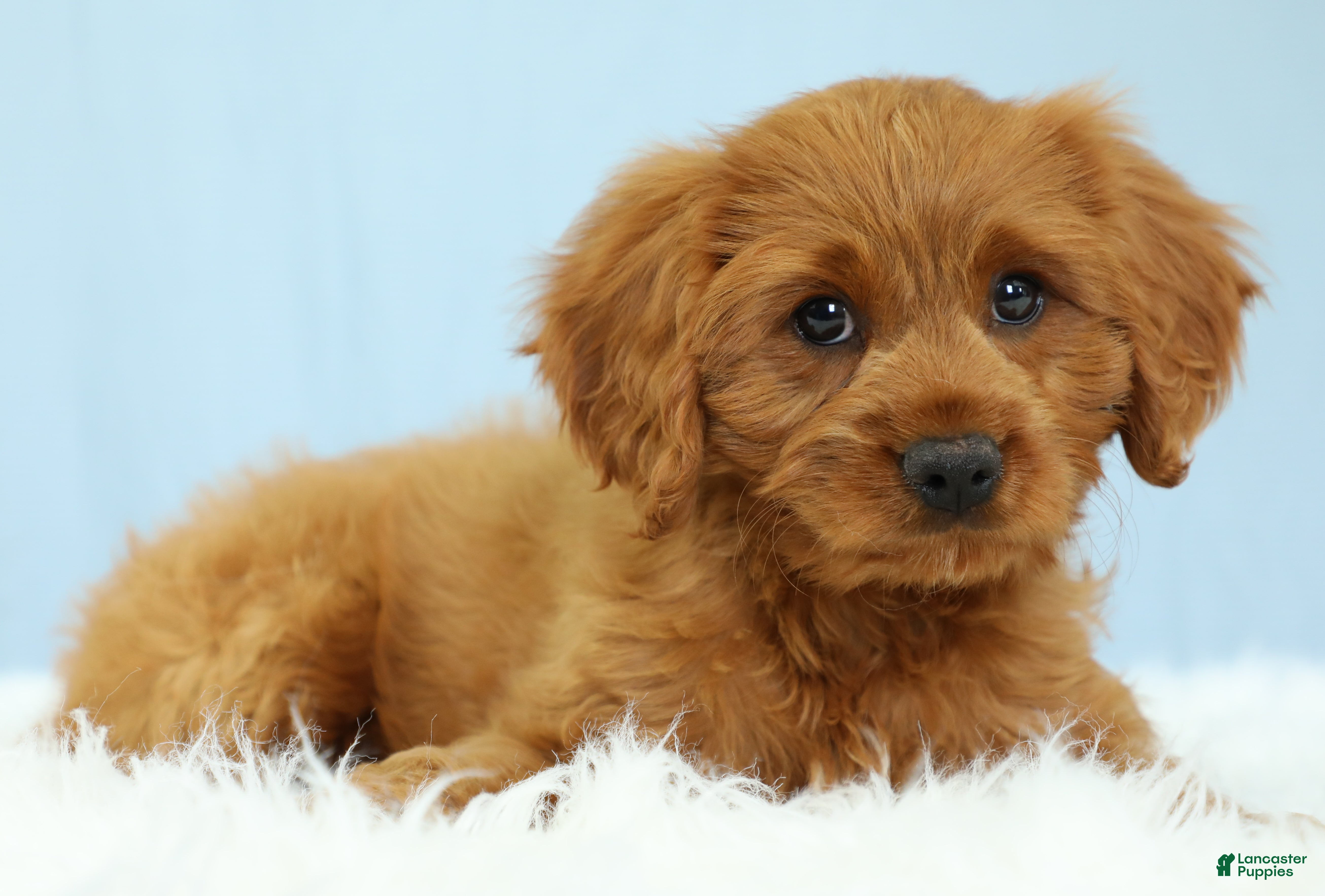 Cavapoo dogs Reese 🍫 - Ad 1