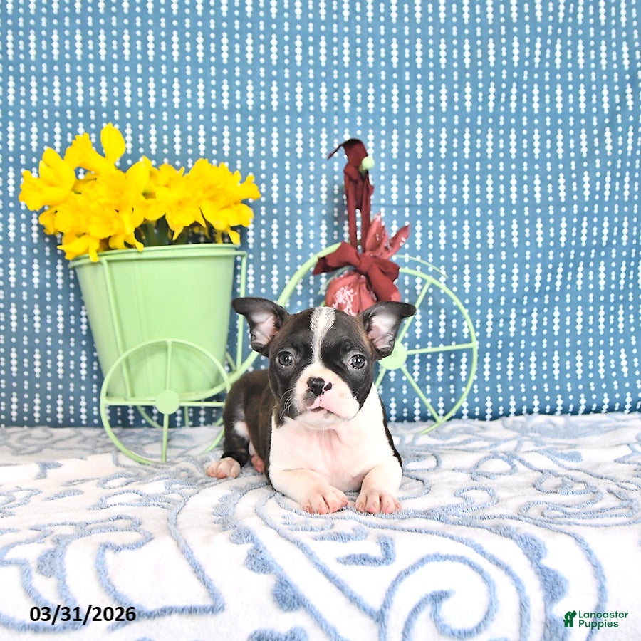 Boston Terrier dogs Mercida - Ad 1