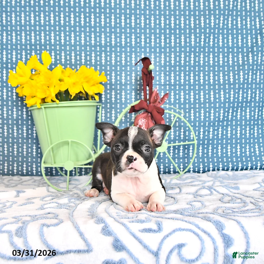 Boston Terrier dogs for sale: Mercida - Ad 1