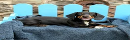 Miniature Dachshund dogs for sale: Ringo - Ad 6