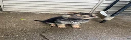 German Shepherd dogs for sale: Frack - Ad 11