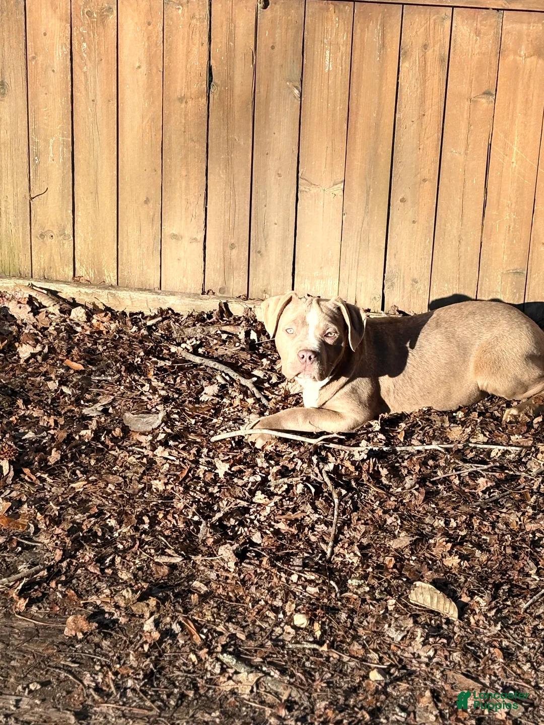 American Bully dogs for sale: Brown Sugar - Ad 1