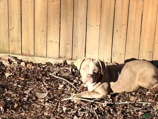 American Bully dogs for sale: Brown Sugar - Ad 4