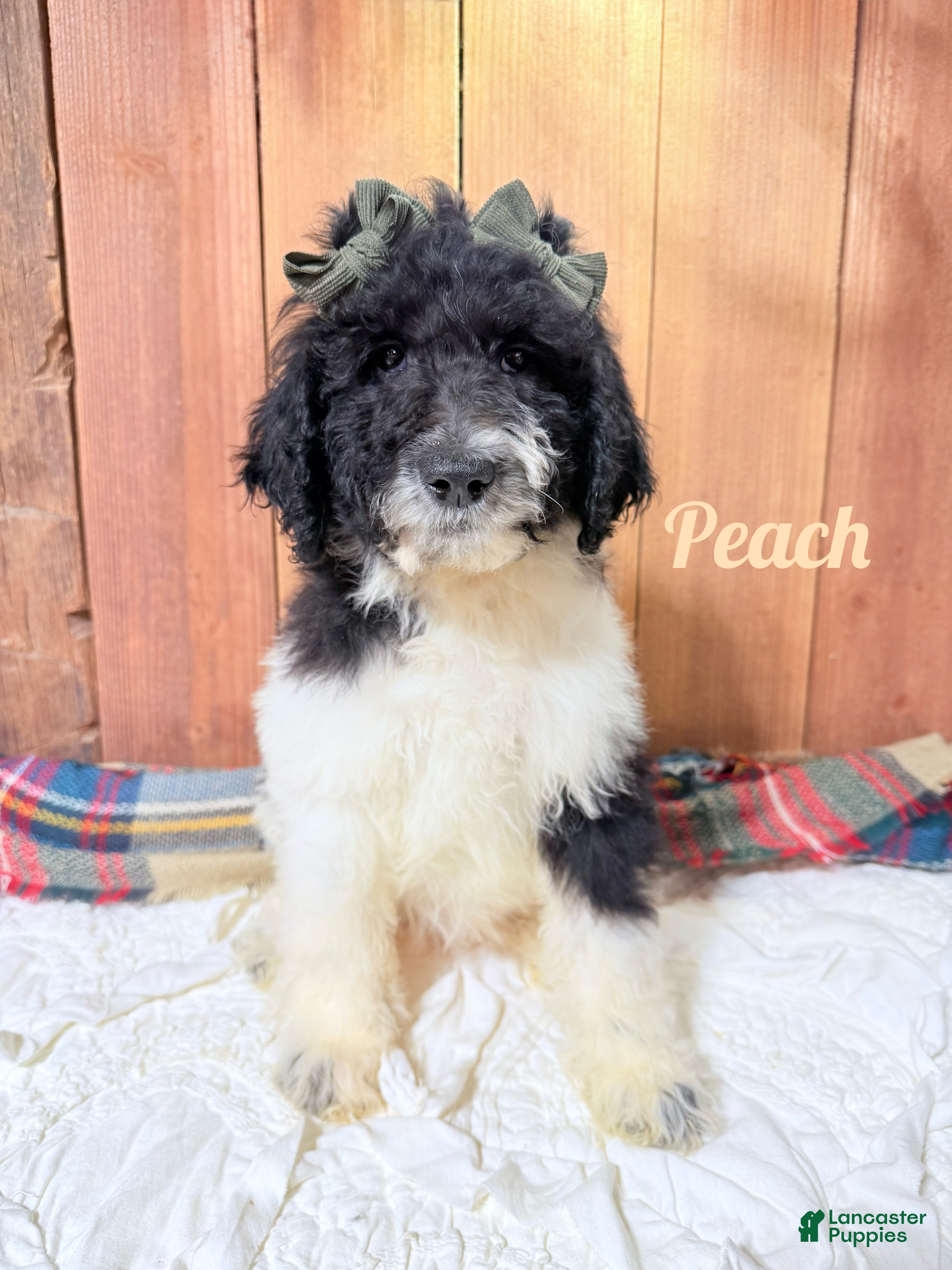 Saint Berdoodles dogs Peach - Ad 8