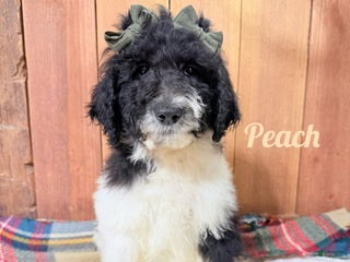 Saint Berdoodles dogs Peach - Ad 8
