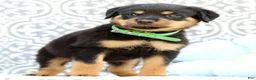 Rottweiler dogs for sale: Dominic - Ad 6