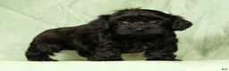 Havapoo dogs for sale: Tommy - Ad 4
