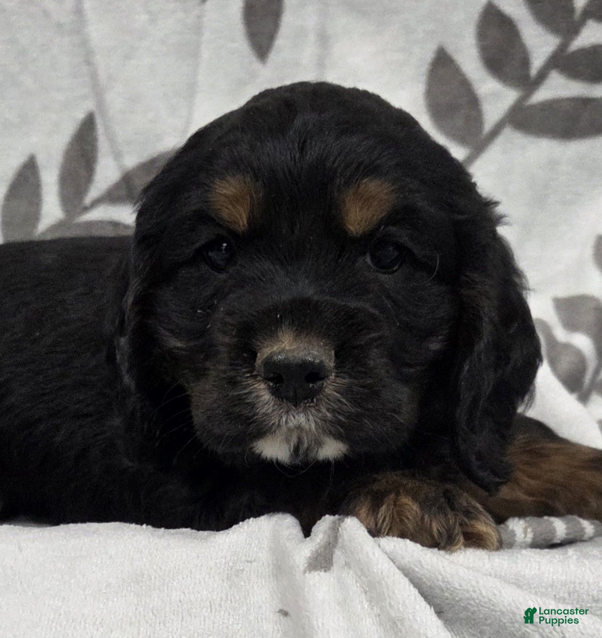 Cocker Spaniel dogs Mad Hatter - Ad 1