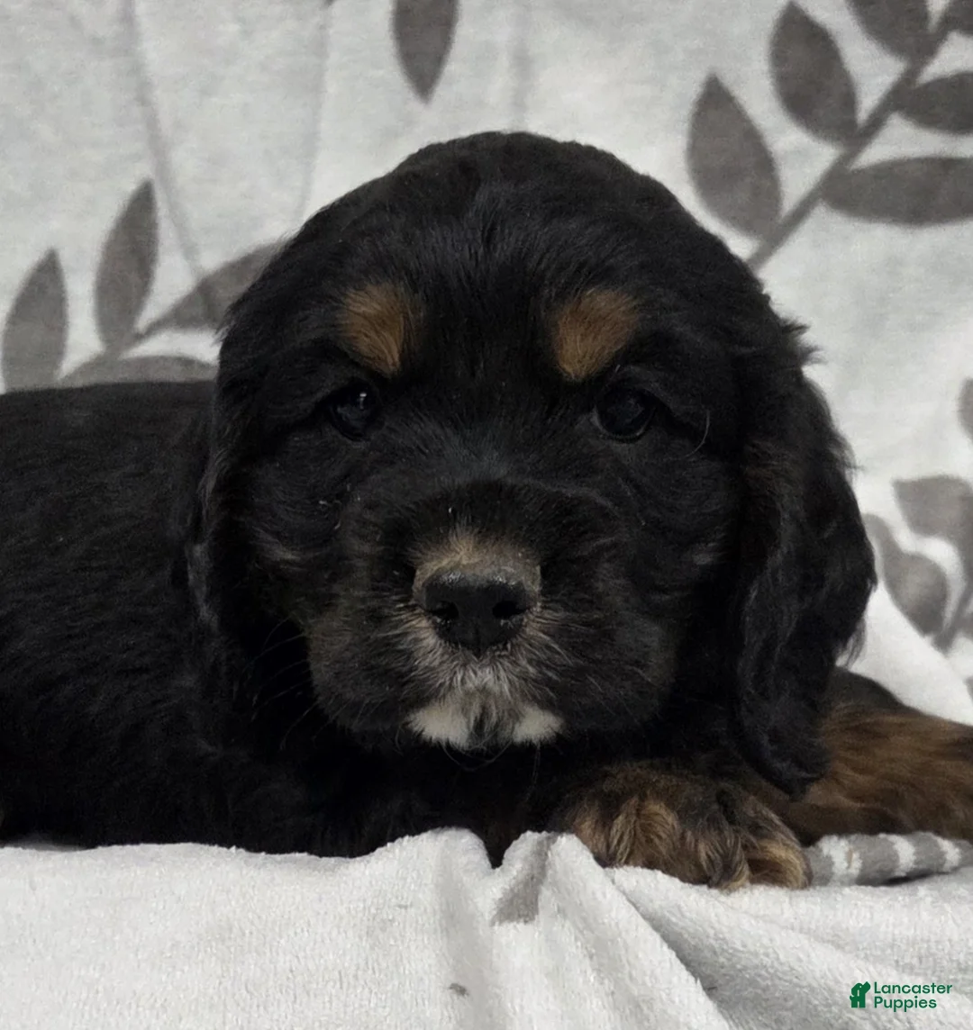 Cocker Spaniel dogs for sale: Mad Hatter - Ad 1