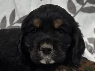 Cocker Spaniel dogs Mad Hatter - Ad 1