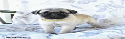 Pug dogs for sale: Winston - Ad 5