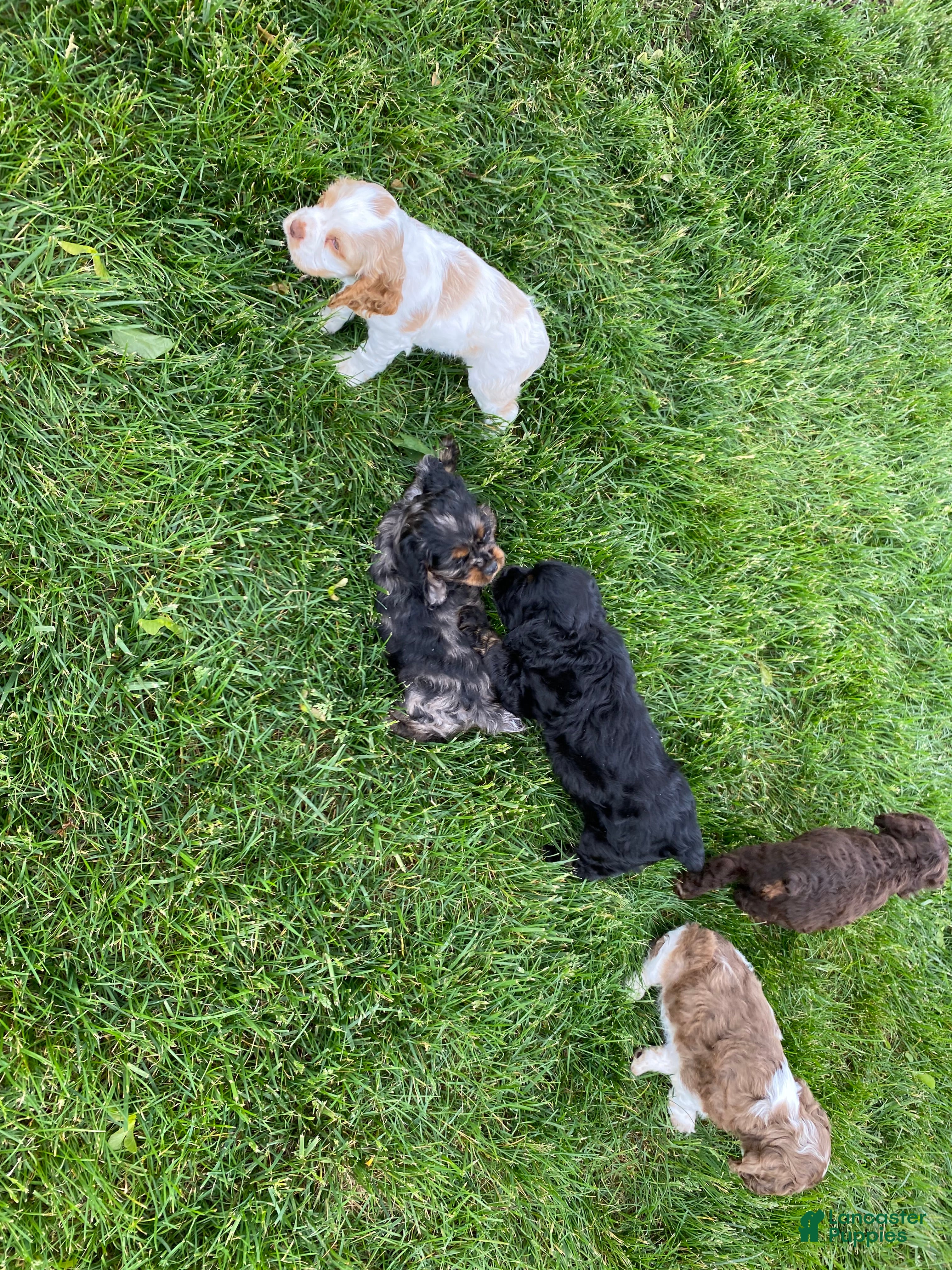 Cocker Spaniel dogs Arlis  - Ad 1