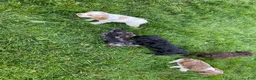 Cocker Spaniel dogs for sale: Arlis  - Ad 4