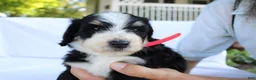 Bernedoodle dogs for sale: Sasha - Ad 13