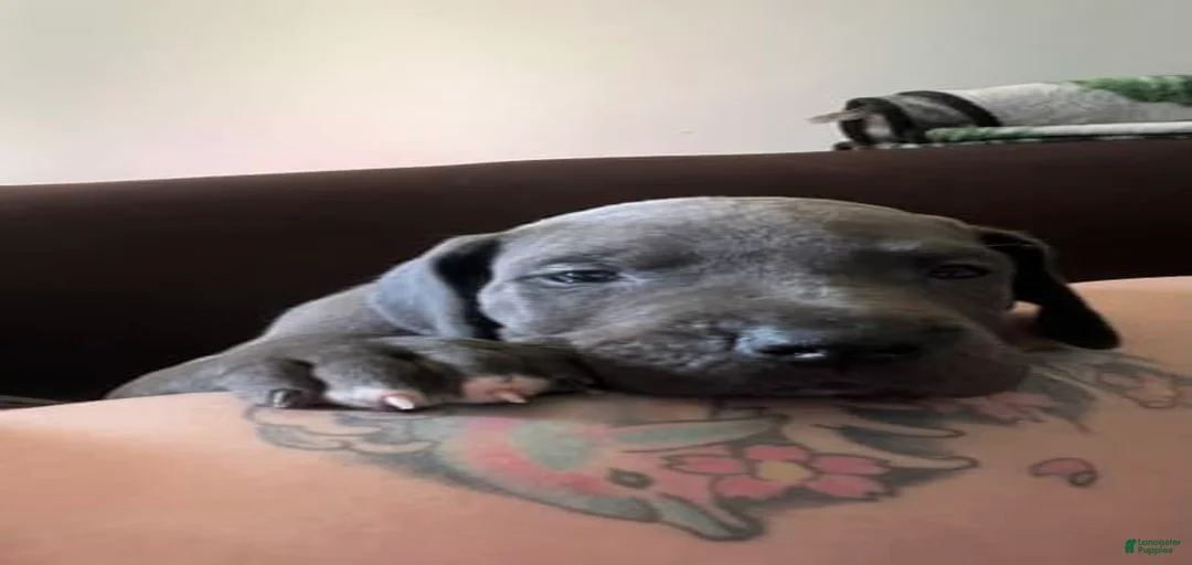 Gallery Image {{count}}