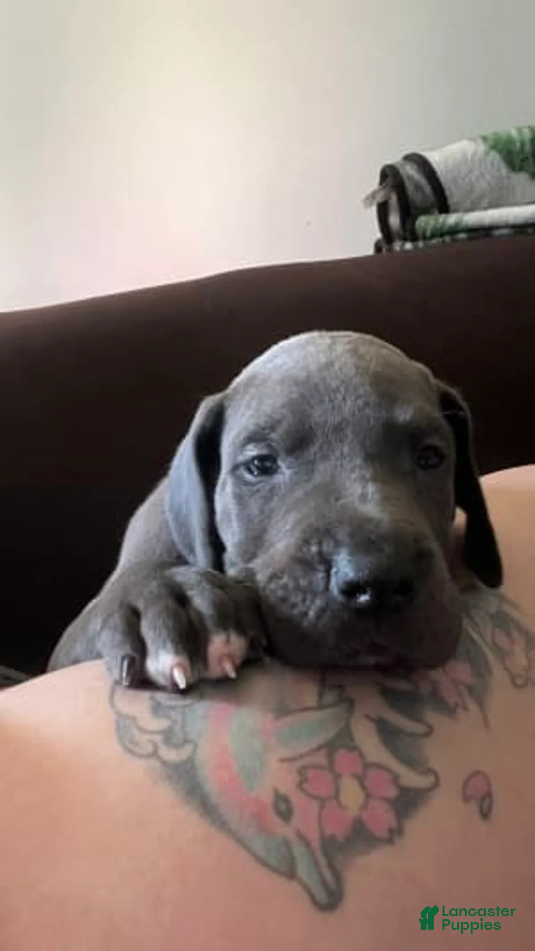 Gallery Image {{count}}