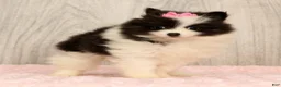 Pomeranian dogs for sale: Harmony Blue and White - Ad 4