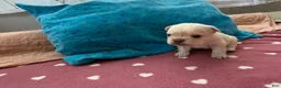 French Bulldog dogs for sale: Fluffy French Bulldog 1 - Ad 3