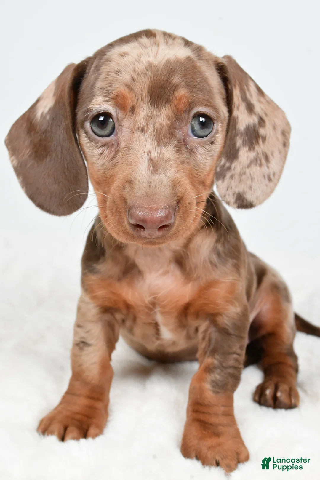 Dachshund dogs for sale: Sadie - Ad 8