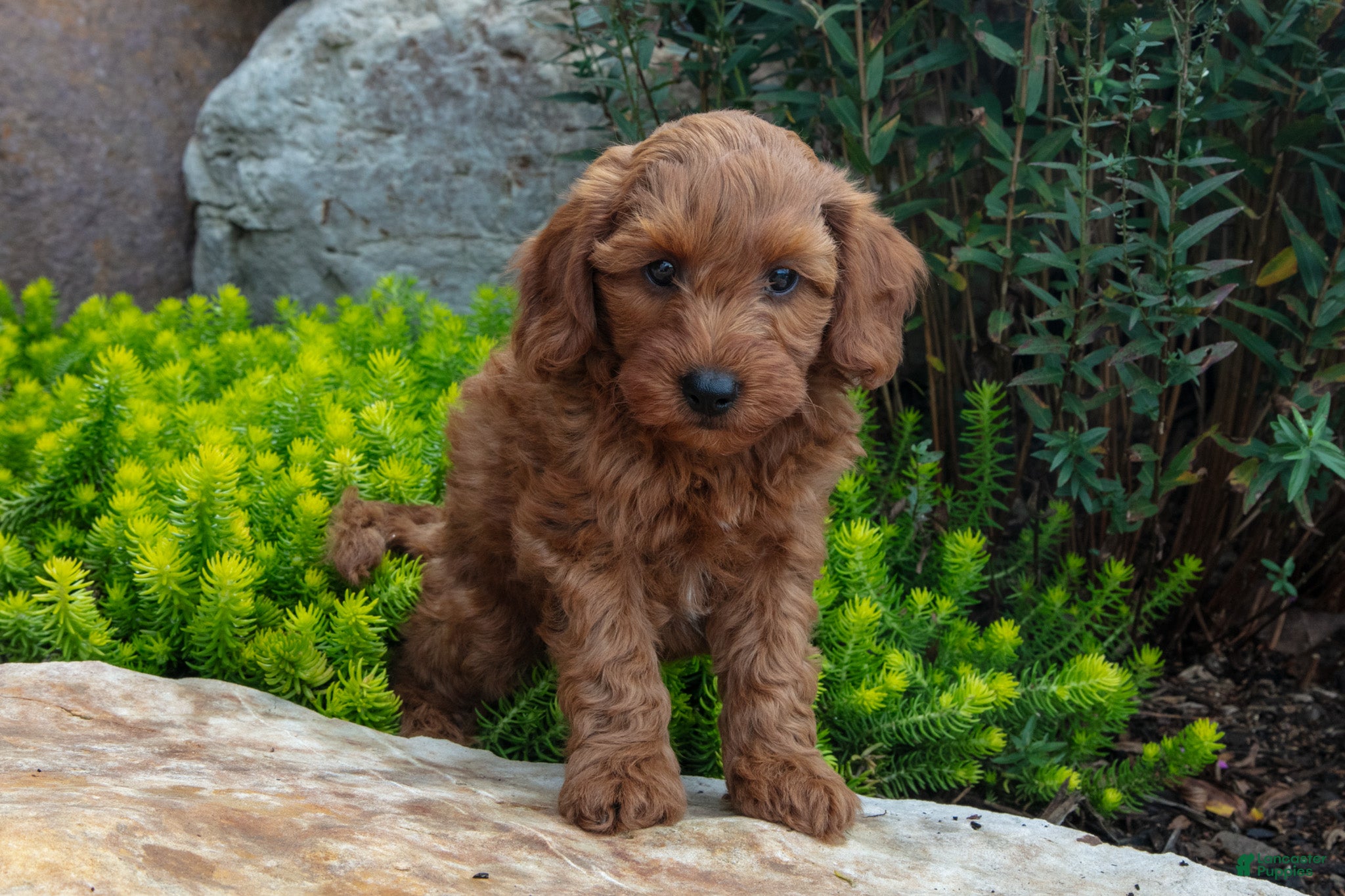 Mini Goldendoodle dogs Troy - Ad 2